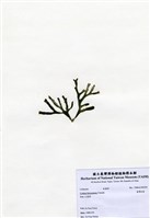 藏品(臺灣松藻)的圖片